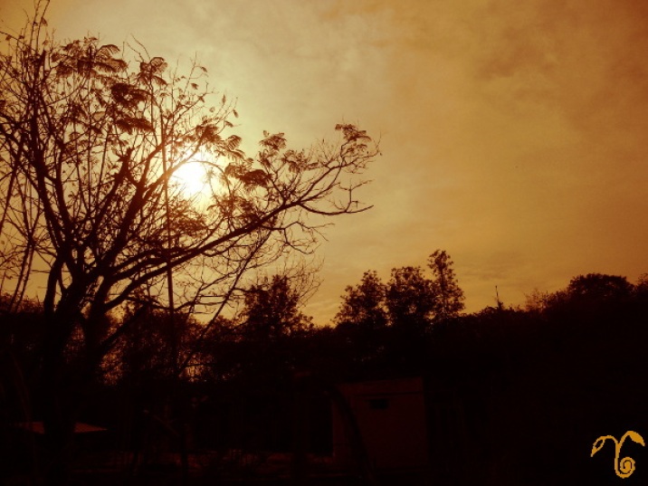 sun_behind_tree